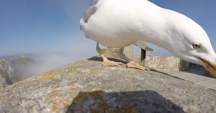 Seagull Steals GoPro