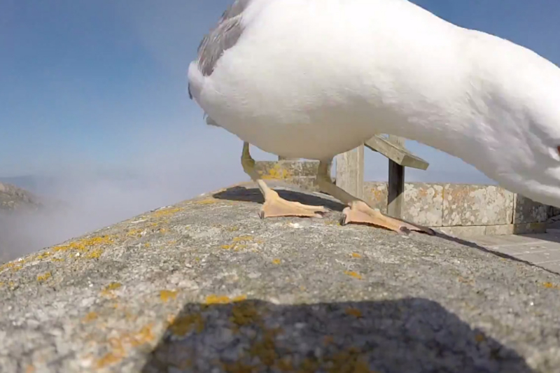 Seagull Steals GoPro