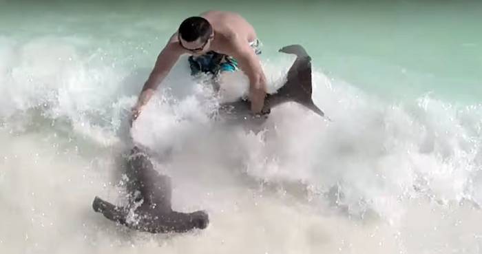 Man Saves Injured Hammerhead Shark