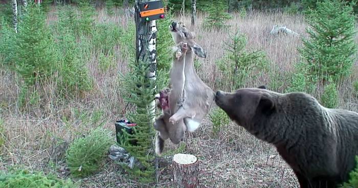 Bear Vs. Electrified Deer Carcass