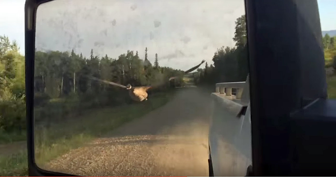 Goose Follows Truck To Lake