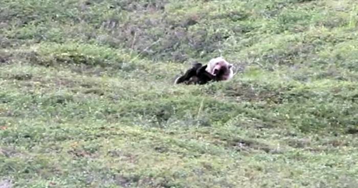 Grizzly Bear, Loving Life, Rolling Down A Hill