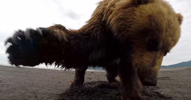 Grizzly Bear Hates GoPro