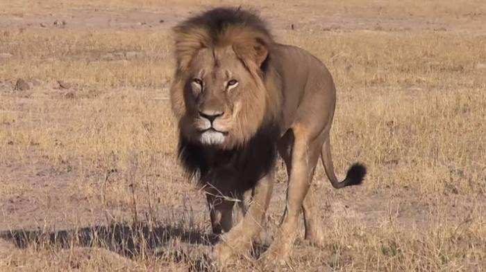 Delta Airlines: Flights Ban Big Game Trophies