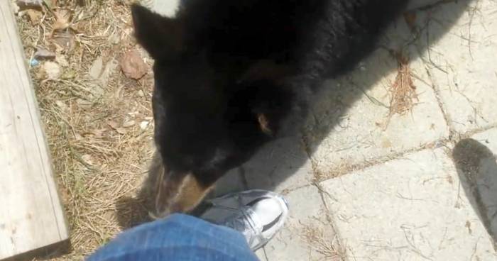 Foolish Interaction With A Black Bear