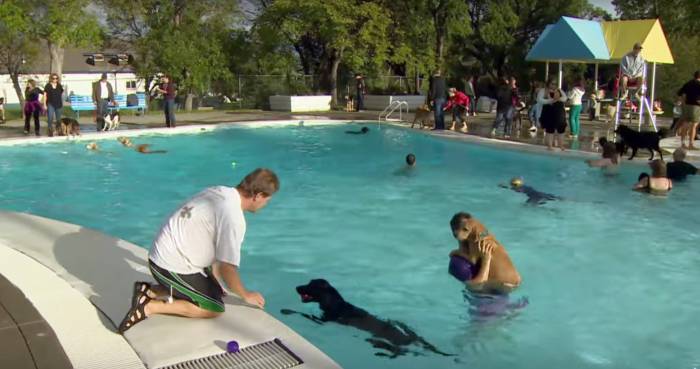 Dogs Allowed In Public Pool On Closing Day