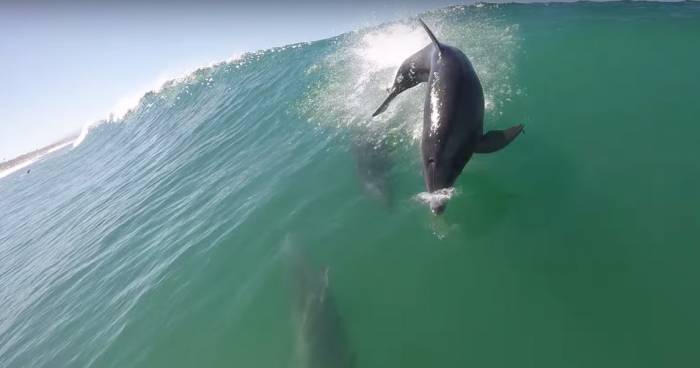 Dolphin Crashes Into SUP Boarder