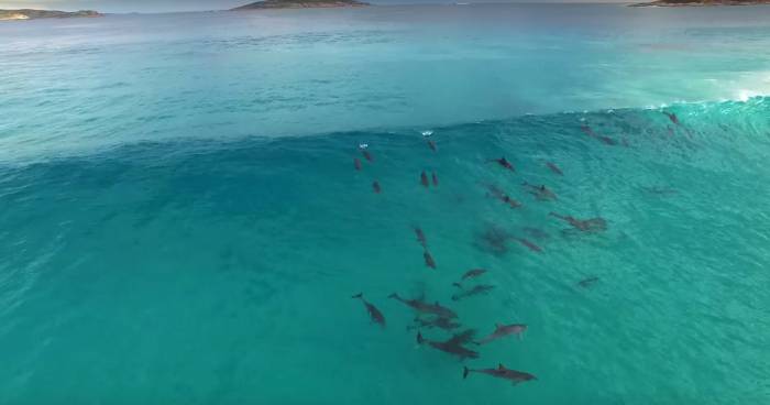 Dolphins Play In Australian Surf
