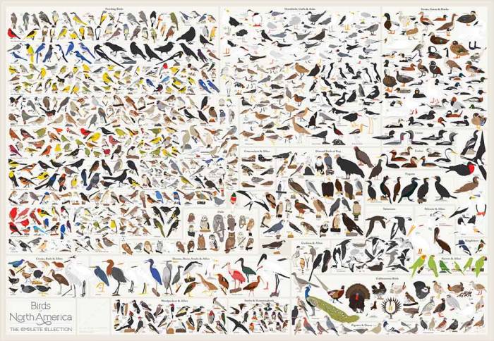 Poster Features ‘Every Bird In North America’