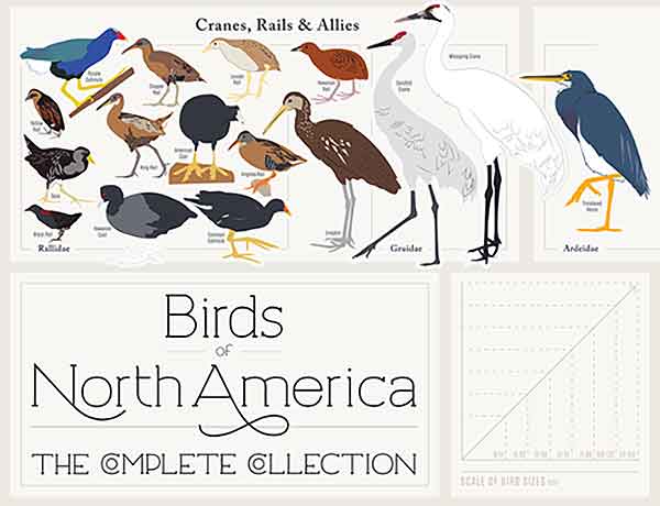 birds-of-north-america