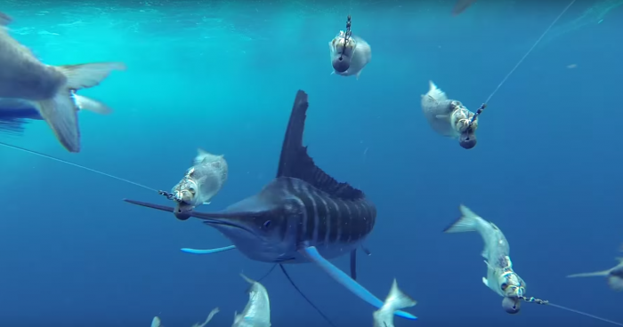 Marlin Stalks Fishing Lures