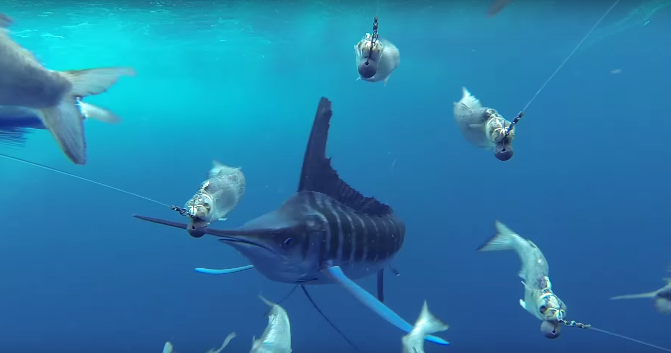 Marlin Stalks Fishing Lures