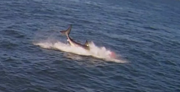 Great White Shark Attacks Seal in San Francisco Bay