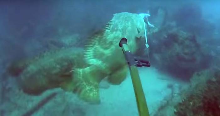 Spear Fisherman Loses His Temper Underwater