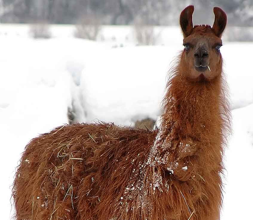 Cotopaxi ‘Llama Fleece’ Jacket Review