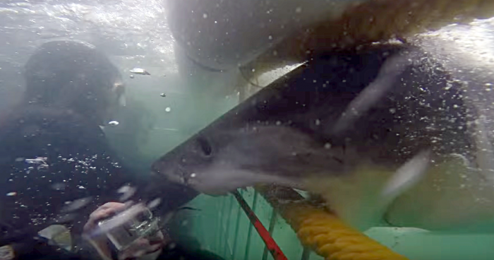 Close Call Cage Diving With A Great White Shark