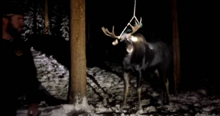 Man Tasers Moose To Free It From Ropes
