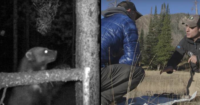 Chasing Wolverines: Ultra-Runners Assist Remote Research