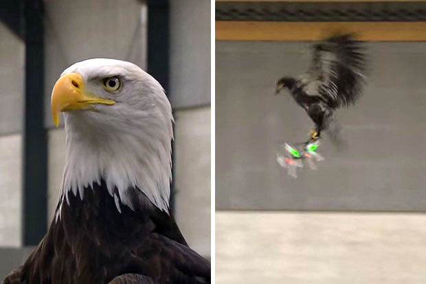 eagle attacks drone