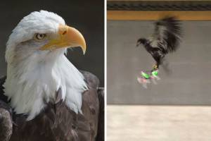 Eagles Trained To Take Down Drones