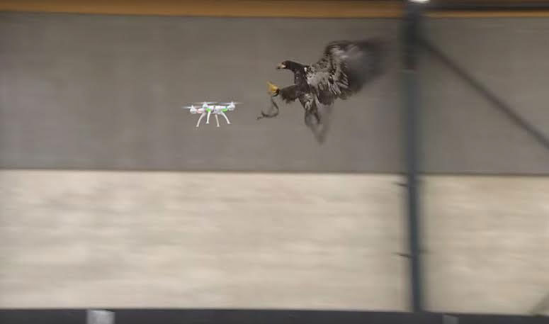 eagle-catches-drone