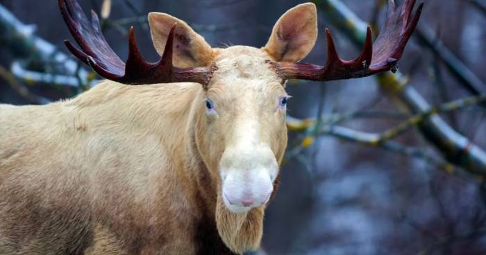 Breathtaking Encounters With Rare White Moose