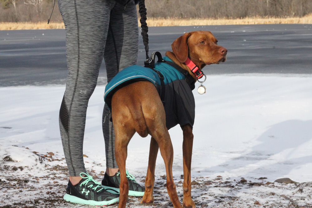 dog stands in snow with coat