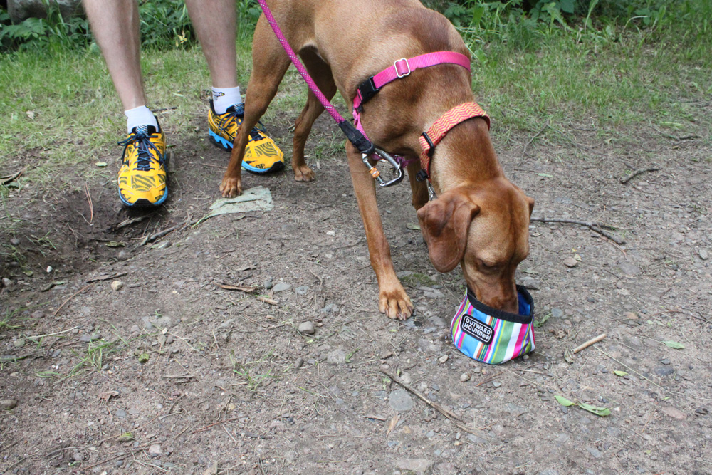 dog drinks out of water bowl outside