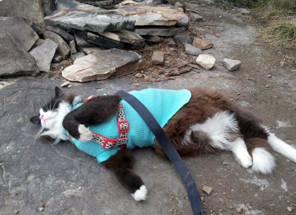 cat nap on trail