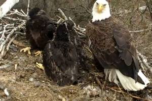 Smile! Eagle Cam Is Back and Fluffier Than Ever