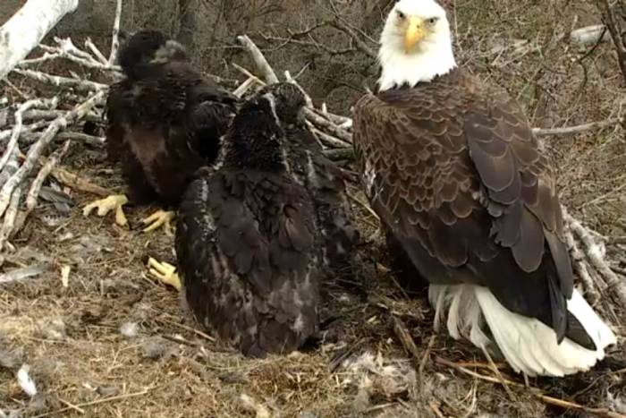 Smile! Eagle Cam Is Back and Fluffier Than Ever