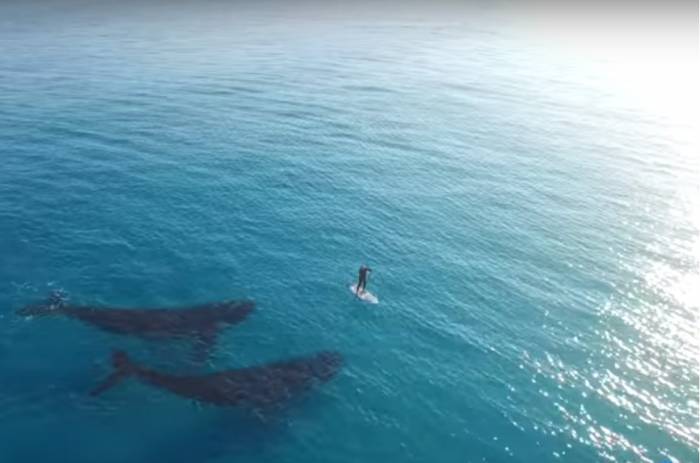 Stand-Up Paddling With Whales
