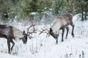 On The Brink: Working To Save Endangered Caribou