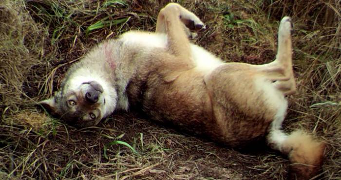Chernobyl ‘Exclusion Zone’ Is Thriving With Wildlife