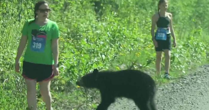Bear Cubs, Momma Bear Hop Into Alaska Triathlon