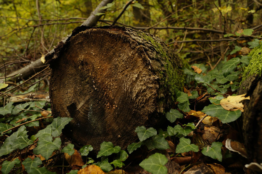 rotten log