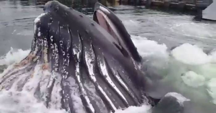 Peekaboo! Whale Feeds In Marina