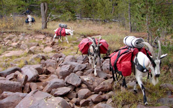 pack goats carry gear