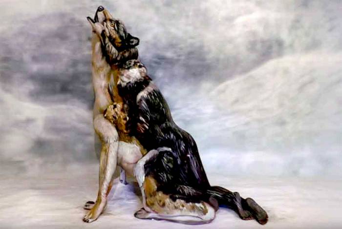 Wolf Or Women? Look Close At Optical Illusion