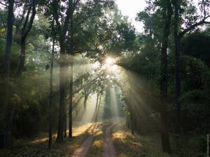 India Plants 50 Million Trees In One Day