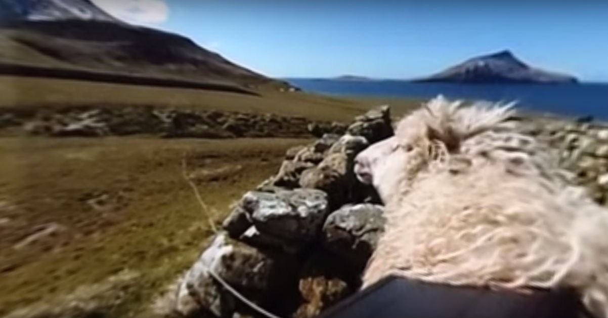 google sheep view 360