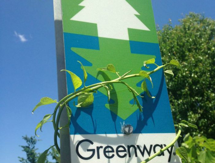 greenway vine