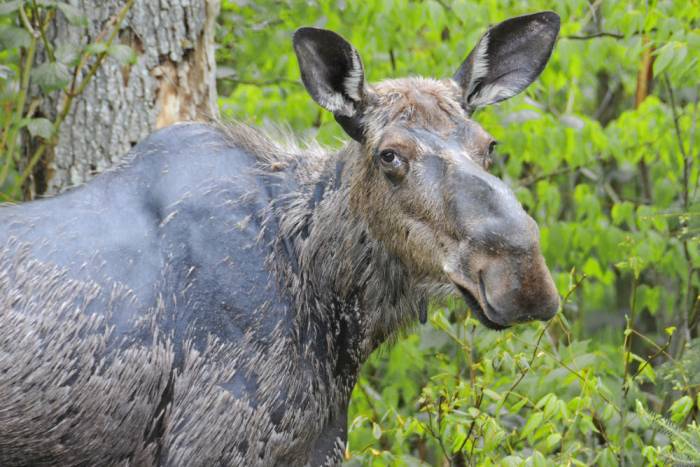 Follow That Moose: 400-Mile Hiking Trail Inspired By Migrating Animal
