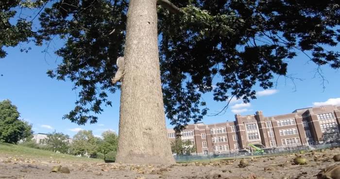 Squirrel Steals GoPro, Makes Great POV Video