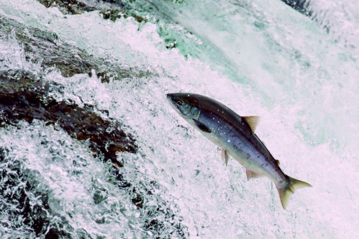 salmon jumping