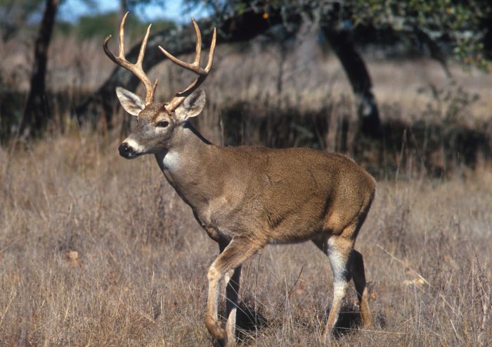 arbys-venison-sandwich