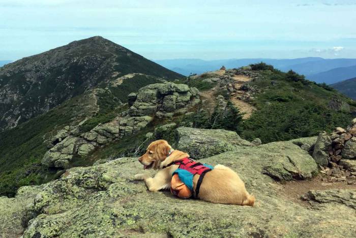 Custom, Made-In-USA Backpack … For Your Dog