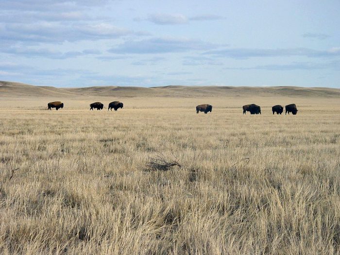 Bison roam along the vast plains of Grasslands National Park