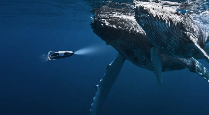 drone-and-whales