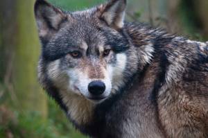 NPS May Send Pack Of Wolves To Isle Royale